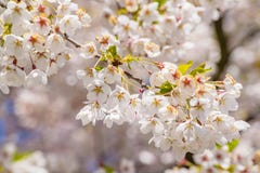 Cherry branch tree blossom blooming blue sky royalty free stock photo Cherry branch tree blossom blooming blue sky royalty free stock photo