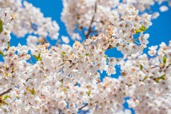 Cherry branch tree blossom blooming blue sky stock images Cherry branch tree blossom blooming blue sky stock images
