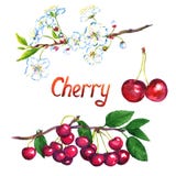 Cherry branch with flowers and berries vector illustration Cherry branch with flowers and berries vector illustration