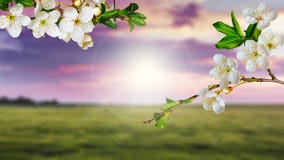 Cherry Branches With Flowers On Green Field Background During Sunset_ Royalty Free Stock Photography