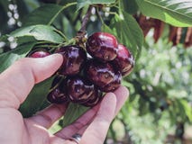 Cherry royalty free stock photo Cherry royalty free stock photo