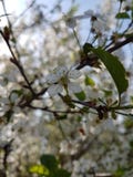 Cherry Orchard lizenzfreie stockbilder Cherry Orchard lizenzfreie stockbilder