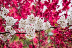 Cherry and peach blossoms at Shinjuku Gyoen, Tokyo, Japan. stock photo Cherry and peach blossoms at Shinjuku Gyoen, Tokyo, Japan. stock photo