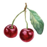 cherry 3 Ręka rysujący akwarela obraz ilustracja wektor cherry 3 Ręka rysujący akwarela obraz ilustracja wektor