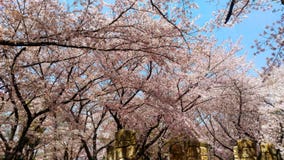 Cherry/Sakura tree flowering on time in Himeji-jÃ…Â castle Japan royalty free stock photo Cherry/Sakura tree flowering on time in Himeji-jÃ…Â castle Japan royalty free stock photo
