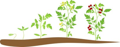 Cherry tomato growing stage vector illustration Cherry tomato growing stage vector illustration