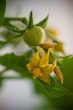 Cherry Tomatoes And Flowers Stock Photography