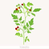 Cherry tomatoes on plant stock illustration Cherry tomatoes on plant stock illustration