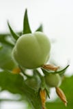 Cherry Tomatoes Ripening Royalty Free Stock Photography