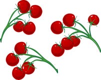 Cherry tomatoes on the vine vector illustration Cherry tomatoes on the vine vector illustration