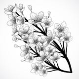 Cherry Tree Blossom Uitstekende zwart-witte hand getrokken vectorillustratie in schetsstijl vector illustratie Cherry Tree Blossom Uitstekende zwart-witte hand getrokken vectorillustratie in schetsstijl vector illustratie