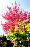 Cherry tree royalty free stock photos Cherry tree royalty free stock photos