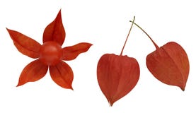 Cherryvinter arkivbild Cherryvinter arkivbild