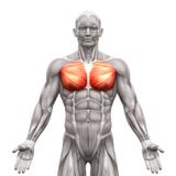 Chest Muscles - Pectoralis Major and Minor - Anatomy Muscles iso
