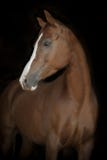 Chestnut arab horse on black stock image Chestnut arab horse on black stock image