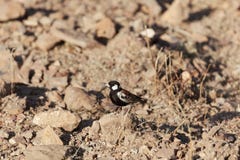 Chestnut backed sparrowlark Eremopterix leucotis royalty free stock photos Chestnut backed sparrowlark Eremopterix leucotis royalty free stock photos