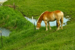 A chestnut brown mare grazing in a field after a day working on an Amish farm in Wisconsin royalty free stock images A chestnut brown mare grazing in a field after a day working on an Amish farm in Wisconsin royalty free stock images