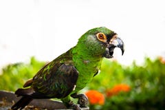 Chestnut fronted macaw stock image Chestnut fronted macaw stock image