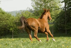 Chestnut Horse Running Wild Stock Photos