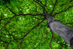 Chestnut tree from below Royalty Free Stock Image Chestnut tree from below Royalty Free Stock Image