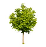 Chestnut Tree Isolated Stock Images