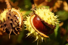 Chestnuts on a chestnut tree stock photo Chestnuts on a chestnut tree stock photo
