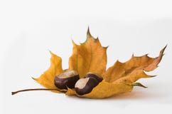 Chestnuts & leaf