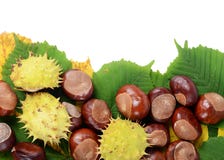 Chestnuts On Autumn Leaves Isolated On White Background Royalty Free Stock Image Chestnuts On Autumn Leaves Isolated On White Background Royalty Free Stock Image