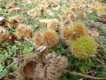Chestnuts in the prickly peel on the grass and autumn leaves. royalty free stock photo Chestnuts in the prickly peel on the grass and autumn leaves. royalty free stock photo