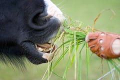 Cheval alimentant de fille photo stock Cheval alimentant de fille photo stock