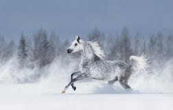 Cheval Arabe gris galopant pendant la tempête de neige image stock Cheval Arabe gris galopant pendant la tempête de neige image stock