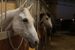 Cheval blanc dans une gamme de produits photos libres de droits Cheval blanc dans une gamme de produits photos libres de droits