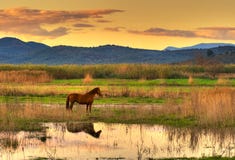 Cheval dans l'horizontal Cheval dans l'horizontal