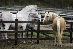 Cheval de palomino causant avec ses voisins blancs et gris image libre de droits Cheval de palomino causant avec ses voisins blancs et gris image libre de droits