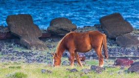 Cheval sauvage frôlant près de Moai tombé sur l'île de Pâques Cheval sauvage frôlant près de Moai tombé sur l'île de Pâques