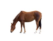 Cheval simple de Brown frôlant le chemin de découpage d'isolement images libres de droits Cheval simple de Brown frôlant le chemin de découpage d'isolement images libres de droits