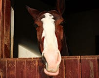 Cheval souriant à l'appareil-photo photos stock Cheval souriant à l'appareil-photo photos stock
