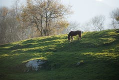 Cheval sur le pré de montagne photo stock Cheval sur le pré de montagne photo stock