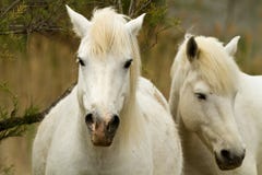 Chevaux blancs de Camargue photographie stock Chevaux blancs de Camargue photographie stock