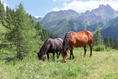 Chevaux dans le pâturage photos stock Chevaux dans le pâturage photos stock