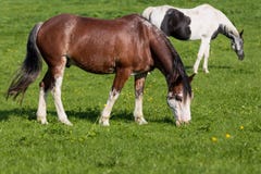 2 chevaux dans un pré images libres de droits 2 chevaux dans un pré images libres de droits