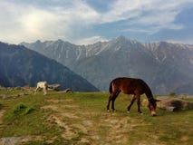 Chevaux des montagnes sur les montagnes vertes de neige de pré photographie stock libre de droits Chevaux des montagnes sur les montagnes vertes de neige de pré photographie stock libre de droits