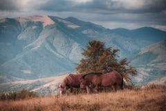 Chevaux frôlant dans le pâturage en montagnes Autumn Landscape Images stock Chevaux frôlant dans le pâturage en montagnes Autumn Landscape Images stock