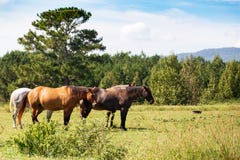 Chevaux frôlant dans le pâturage en Géorgie du nord-ouest photo libre de droits Chevaux frôlant dans le pâturage en Géorgie du nord-ouest photo libre de droits