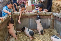 Thai kids feeding piglets on farmers market in Chiang Mai, Thailand. stock photography Thai kids feeding piglets on farmers market in Chiang Mai, Thailand. stock photography