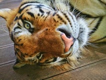 Chiang Mai Tiger Kingdom, en katt är alltid en katt som är enorm men en katt royaltyfri foto Chiang Mai Tiger Kingdom, en katt är alltid en katt som är enorm men en katt royaltyfri foto