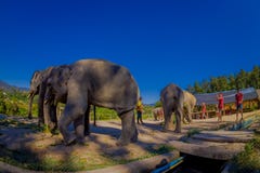 CHIANG RAI, ТАИЛАНД - 1-ОЕ ФЕВРАЛЯ 2018: Неопознанные тощие парни фотографируя красивые огромные слоны стоковые изображения rf CHIANG RAI, ТАИЛАНД - 1-ОЕ ФЕВРАЛЯ 2018: Неопознанные тощие парни фотографируя красивые огромные слоны стоковые изображения rf