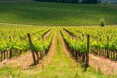 Chianti vineyard landscape in Tuscany royalty free stock image Chianti vineyard landscape in Tuscany royalty free stock image