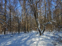 Chiaro giorno di inverno nella foresta immagini stock libere da diritti Chiaro giorno di inverno nella foresta immagini stock libere da diritti