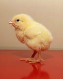 Chick Stock Image